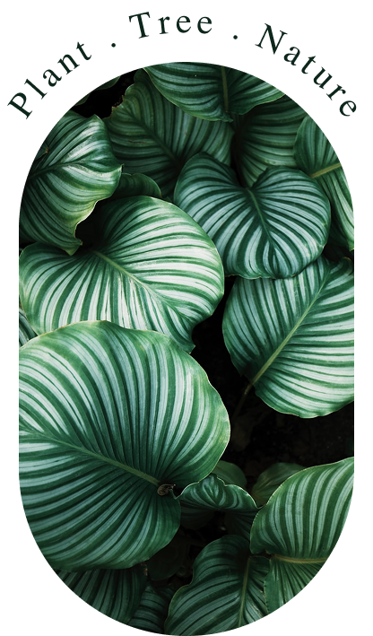 big plant
