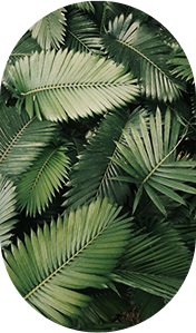 plants