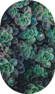 succulents