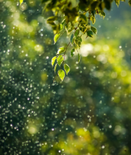 Nature 1