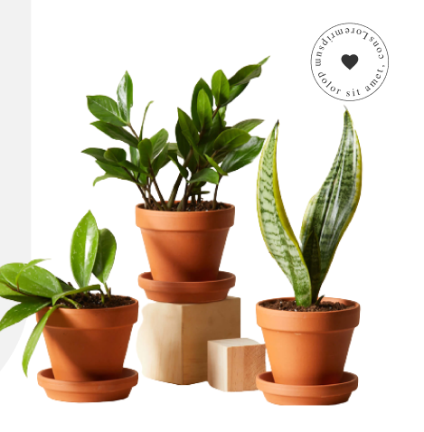 Plants