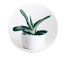 Plant 2