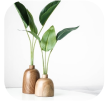 Plant 1